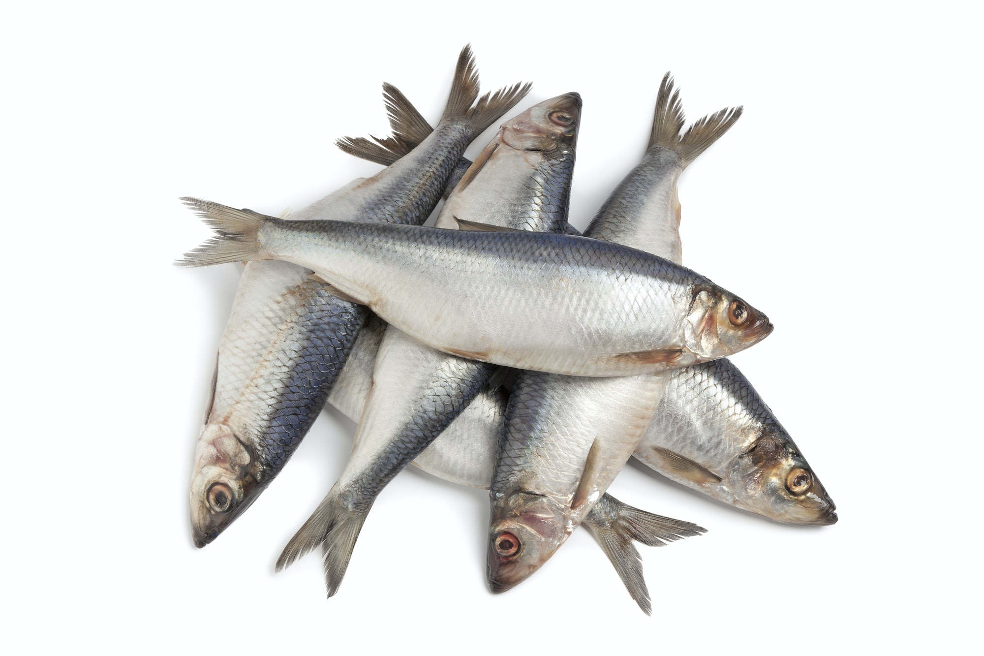 Whole fresh raw herring